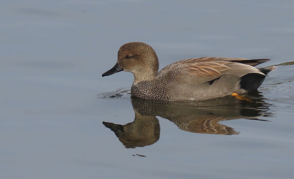 Gadwall - ML394289921