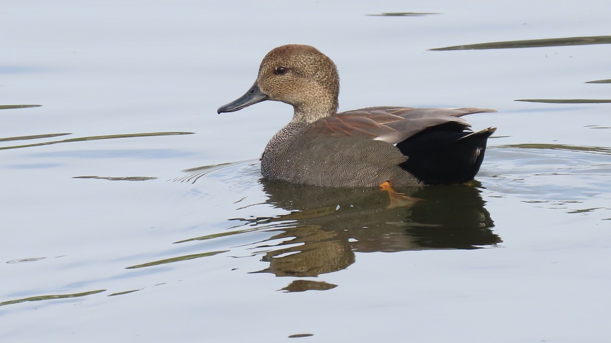 Gadwall - ML394289931