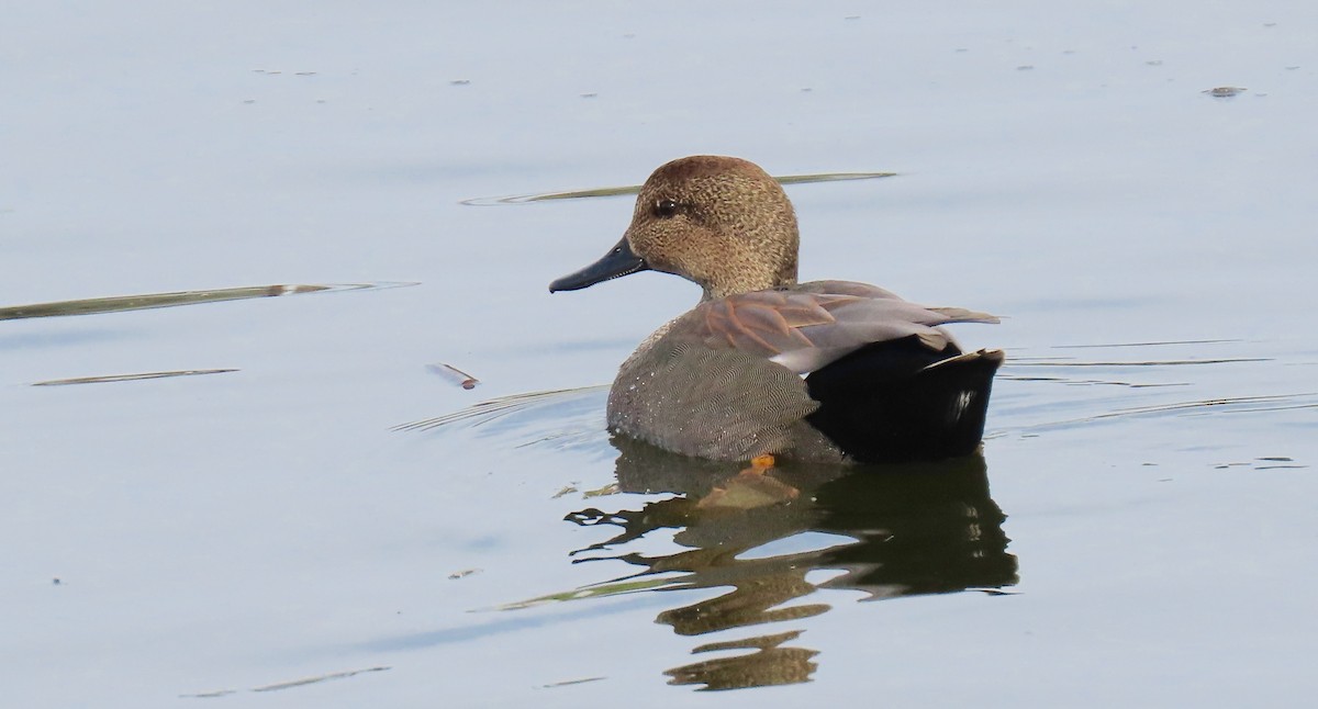 Gadwall - ML394289961