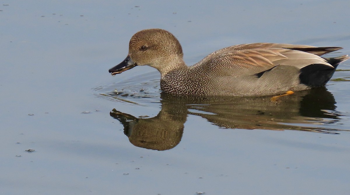 Gadwall - ML394289971