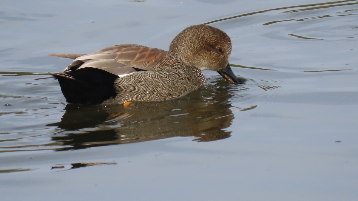 Gadwall - ML394289981