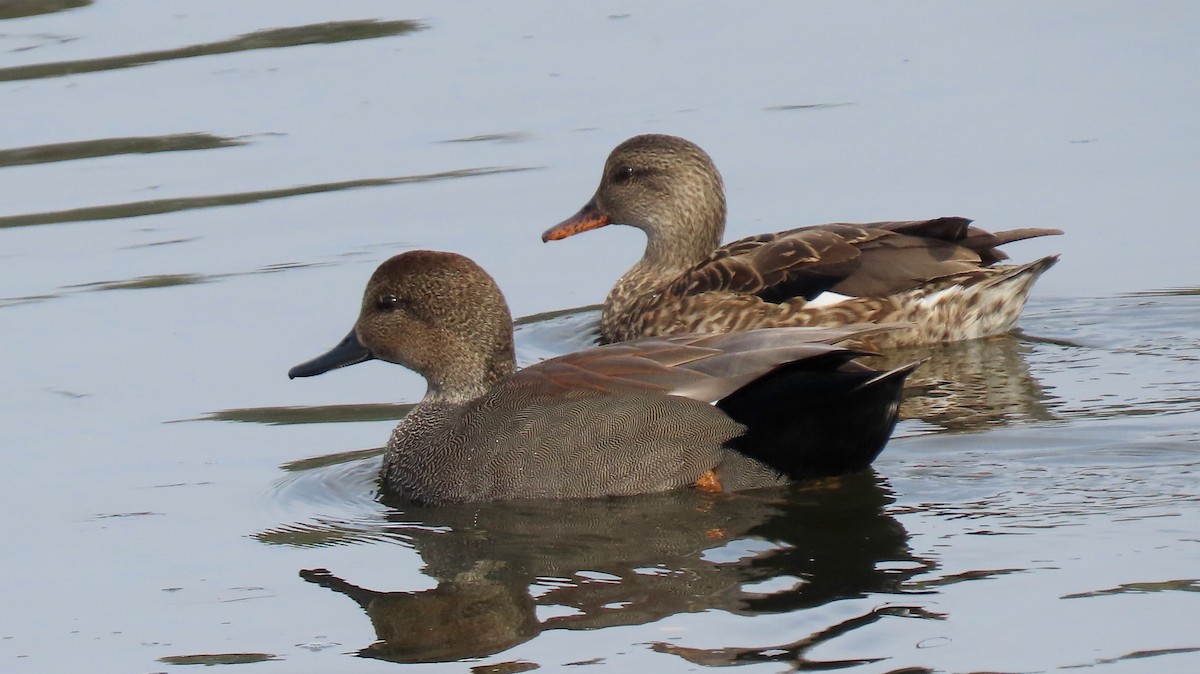 Gadwall - ML394290001