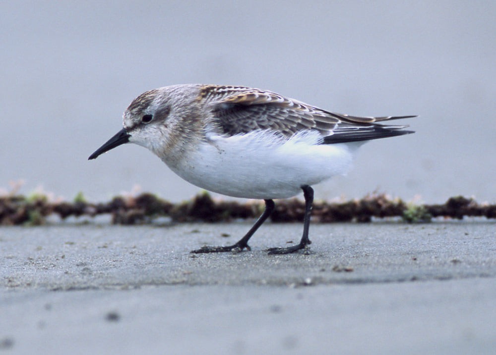 Red-necked Stint - ML394290451