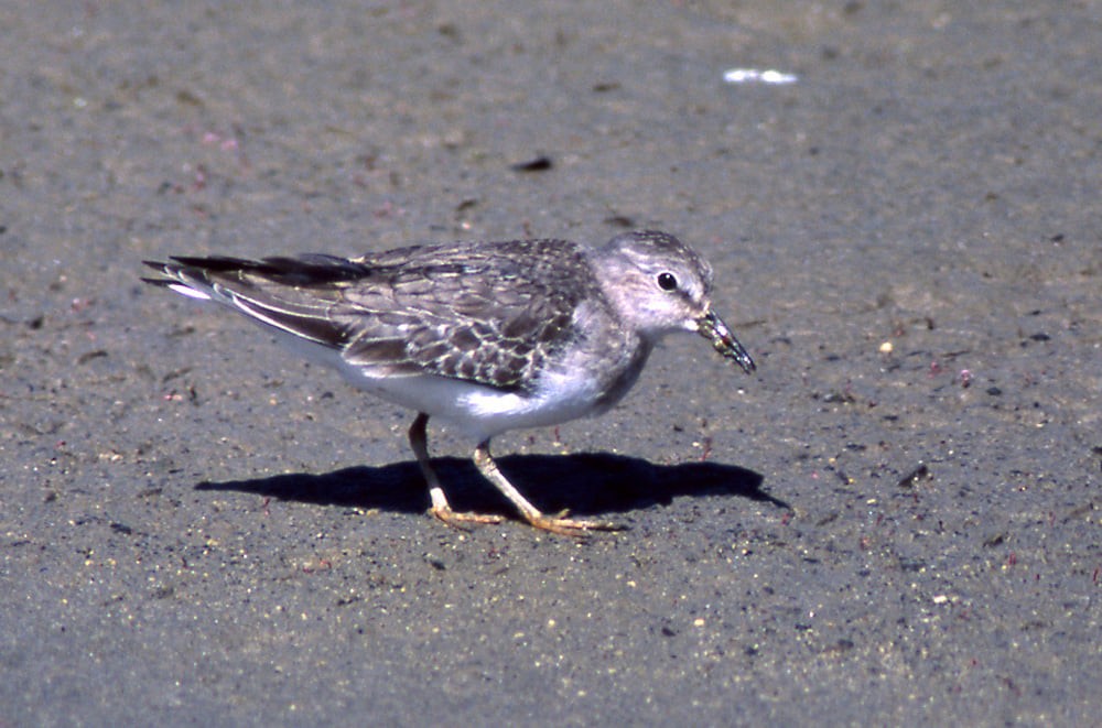 Temminck's Stint - ML394291221