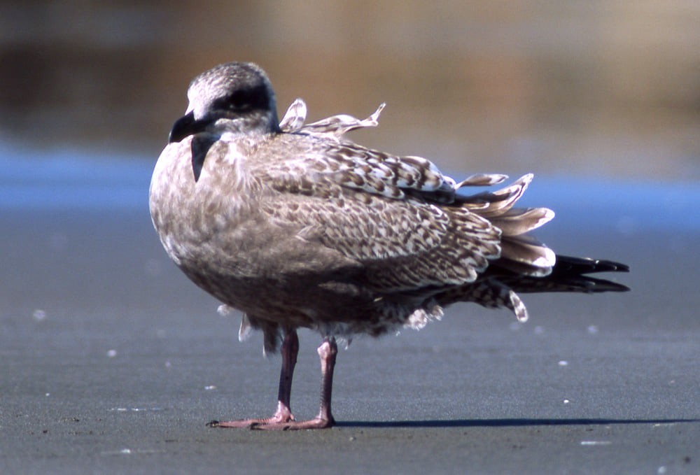 Slaty-backed Gull - ML394291281