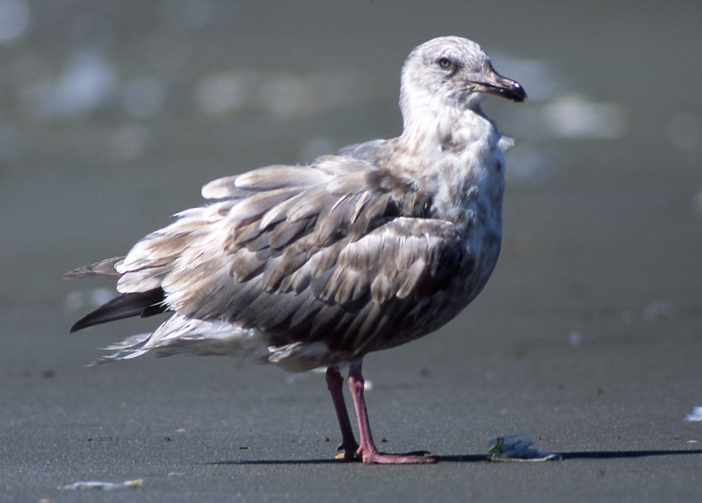 Slaty-backed Gull - Yoshiaki Watanabe