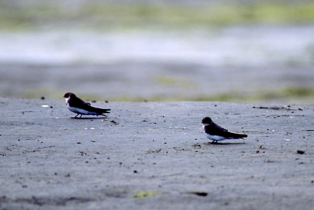 Bank Swallow - Yoshiaki Watanabe