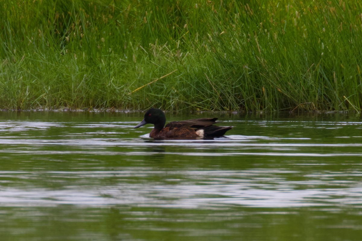 Chestnut Teal - Dennis Devers