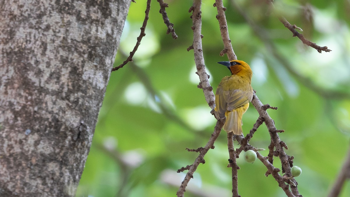 Spectacled Weaver (Yellow-throated) - ML394294251