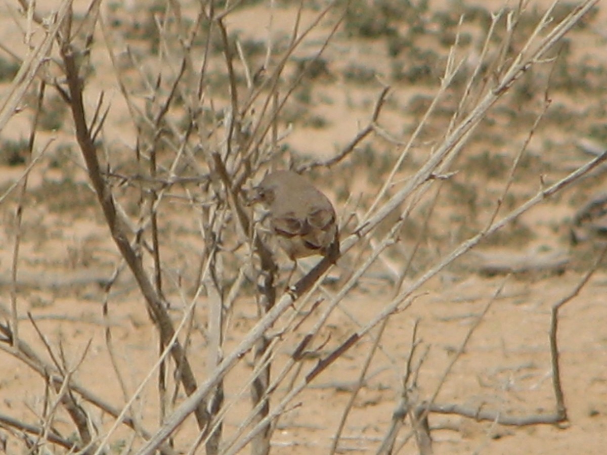 Цөлийн зэржгэнэ - ML394294541