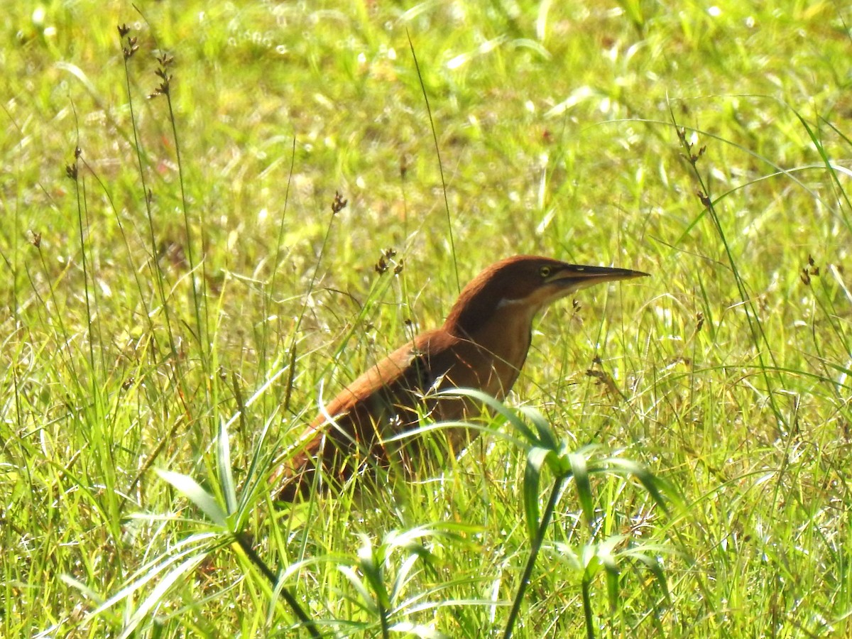 Cinnamon Bittern - ML394296401