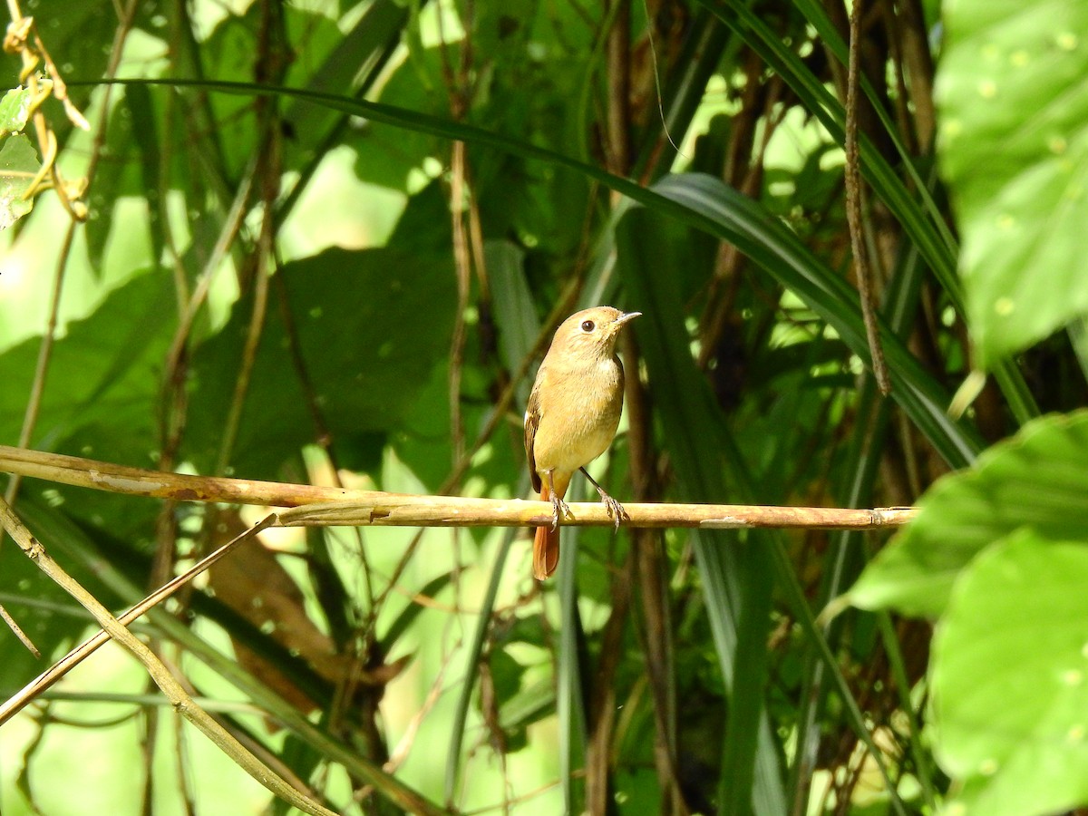 Daurian Redstart - ML394296461