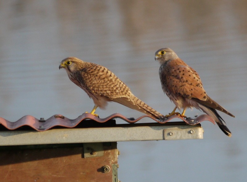 Eurasian Kestrel - ML394297171