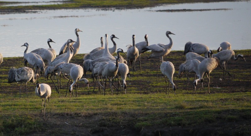 Common Crane - ML394297211