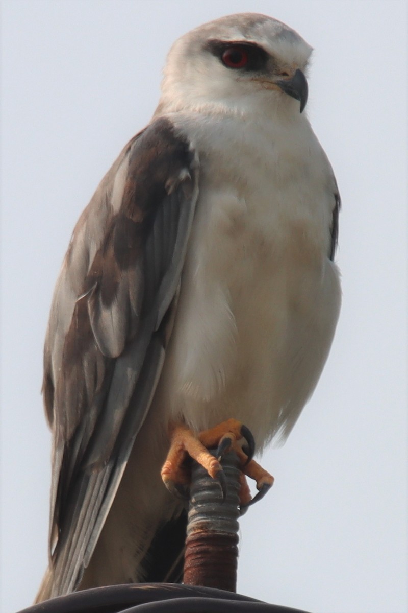 Black-winged Kite - Ajay Sarvagnam