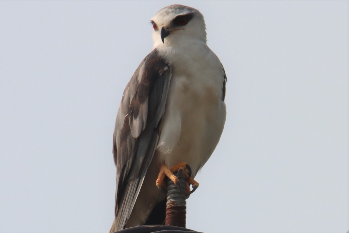 Black-winged Kite - Ajay Sarvagnam