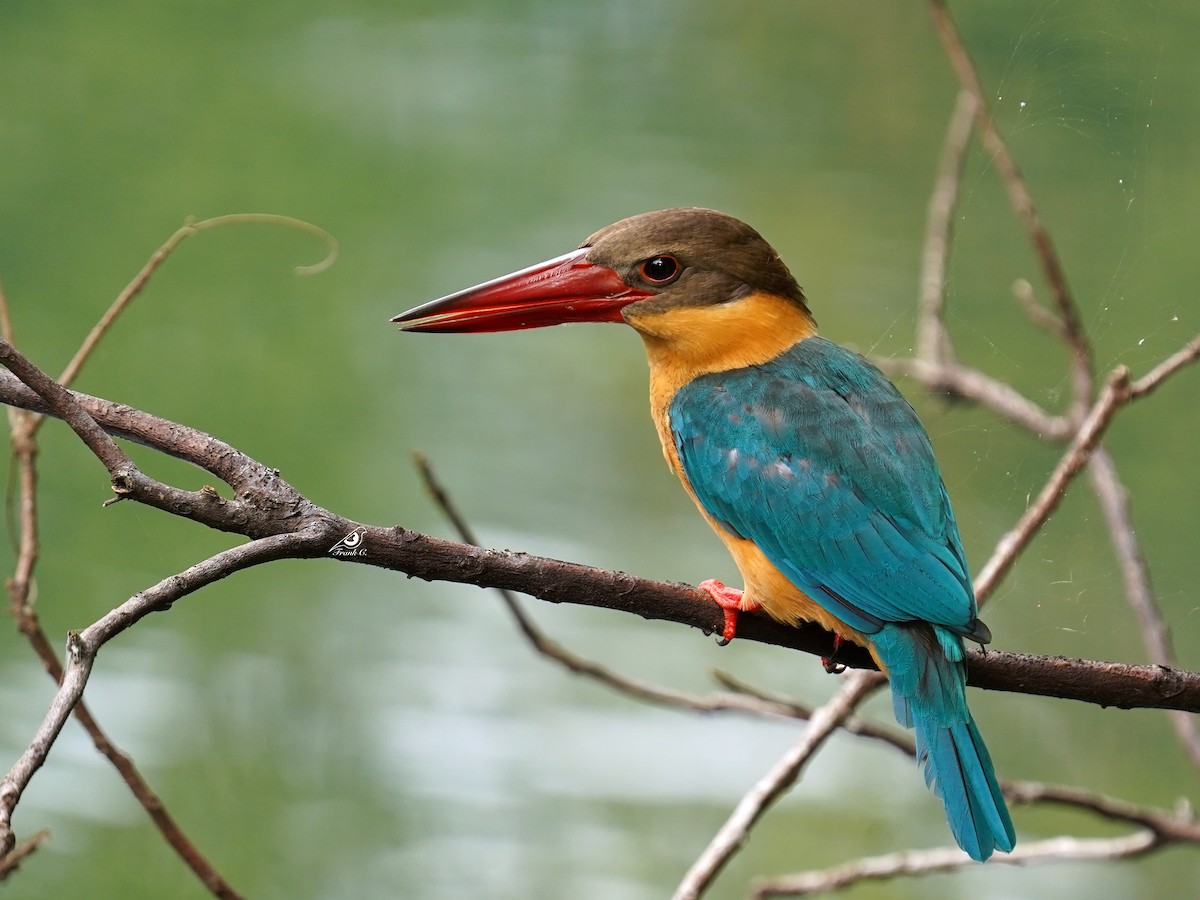 Stork-billed Kingfisher - ML394299201