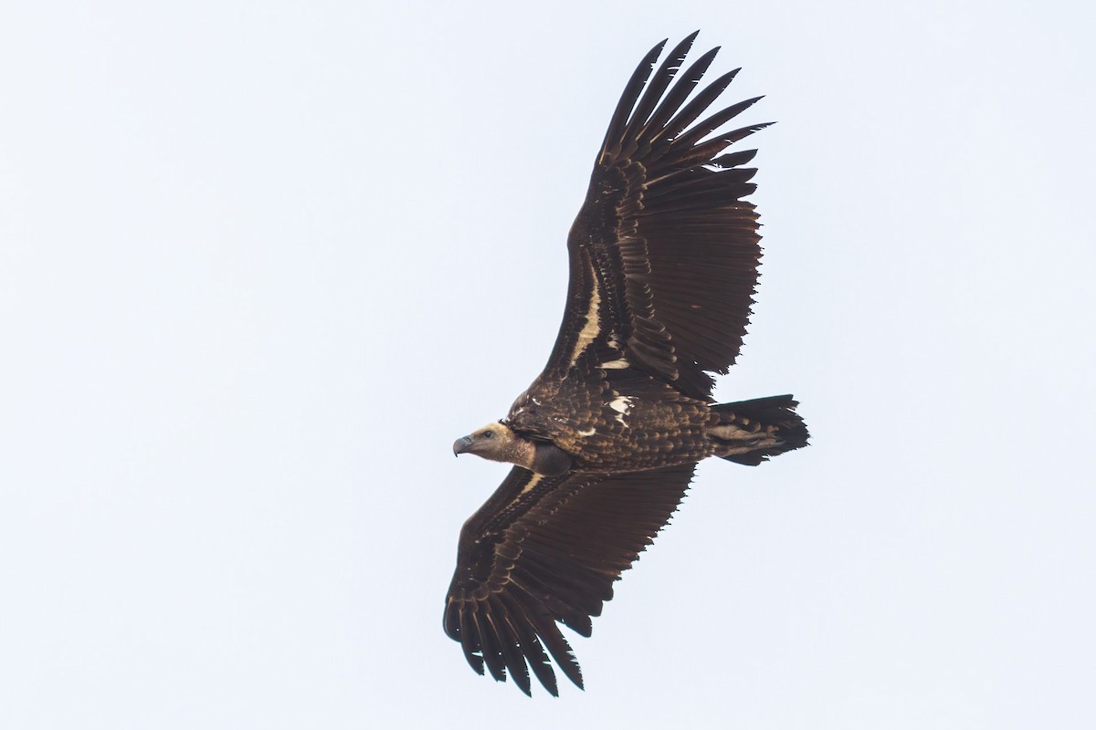 Rüppell's Griffon - ML394299321