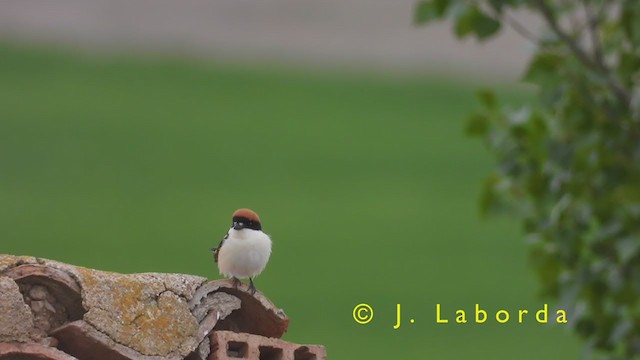 Woodchat Shrike - ML394300031