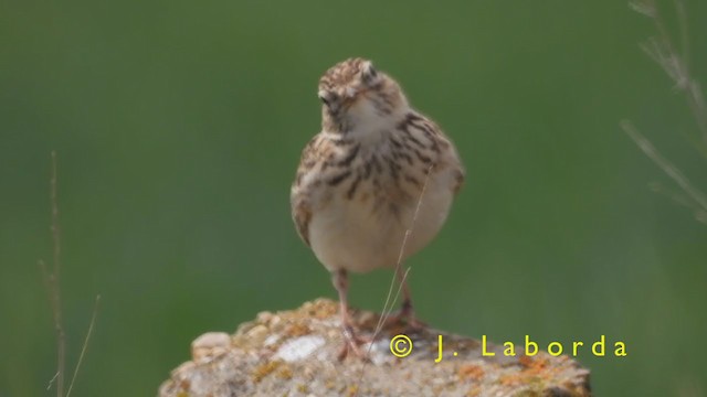 Eurasian Skylark - ML394300071