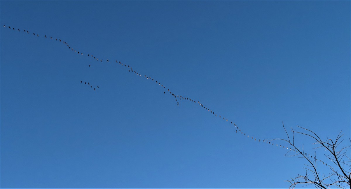 Canada Goose - Technoparc Oiseaux