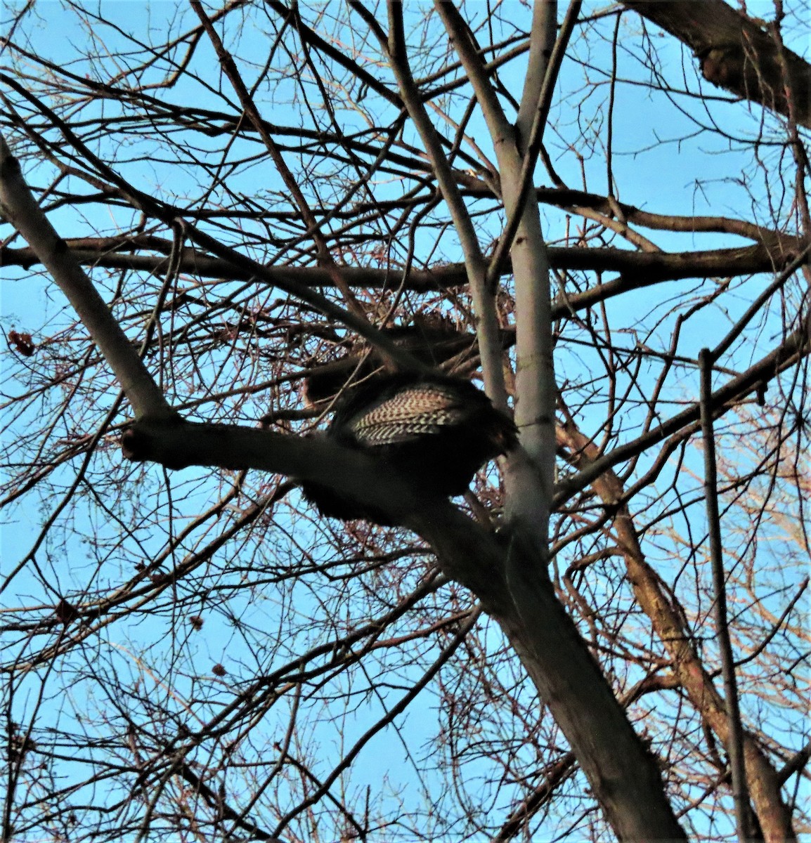 Wild Turkey - Technoparc Oiseaux