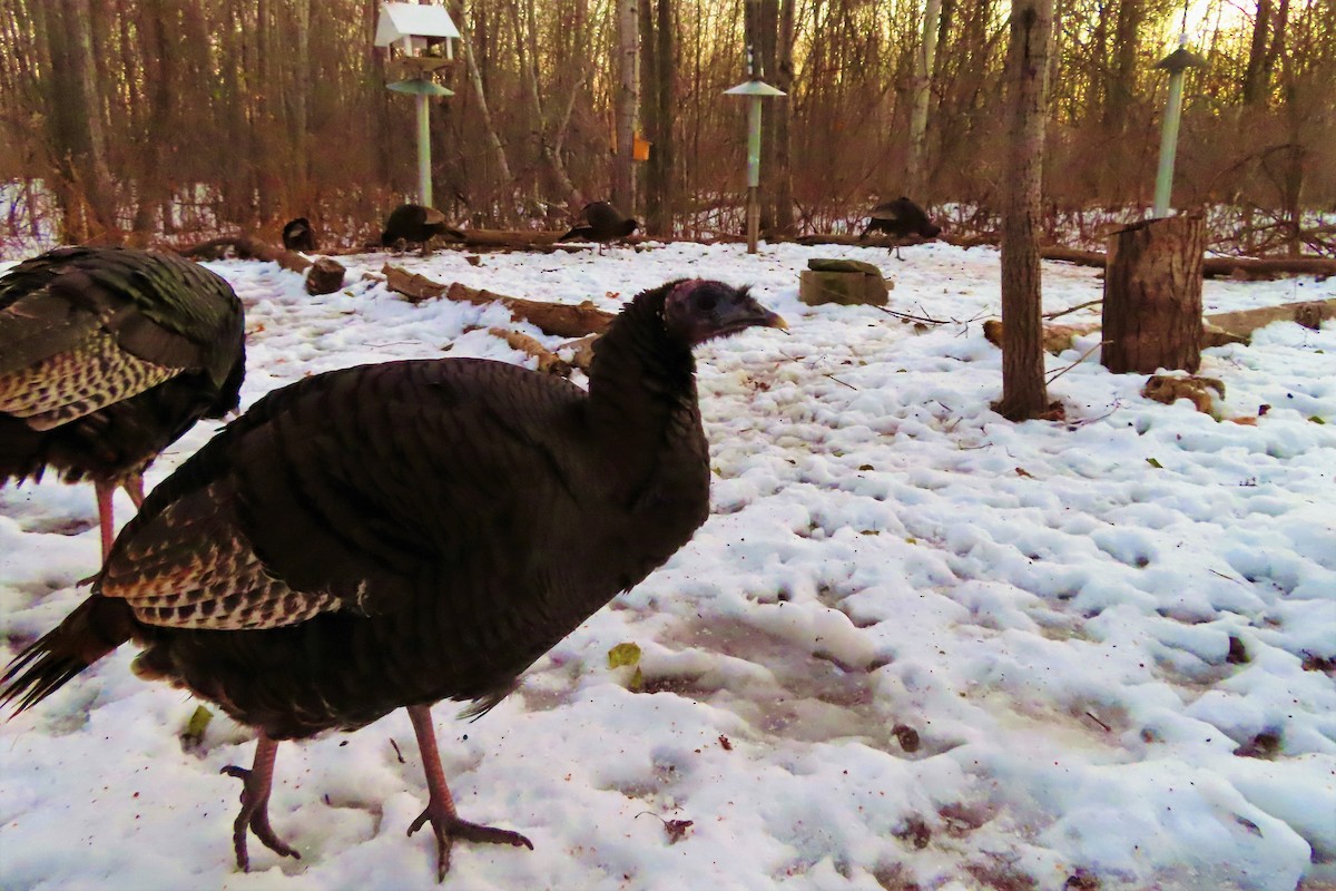 Wild Turkey - Technoparc Oiseaux