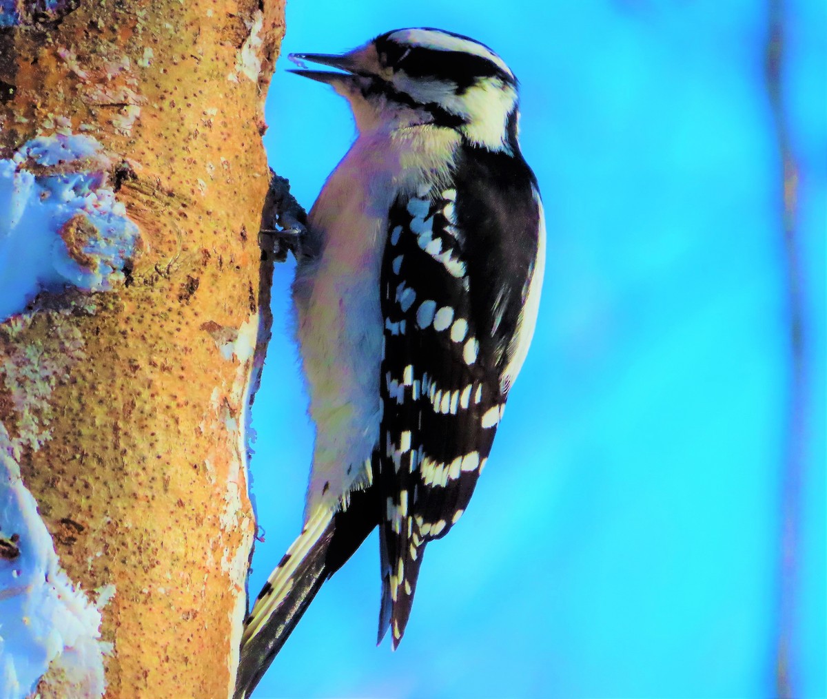 Downy Woodpecker - Technoparc Oiseaux