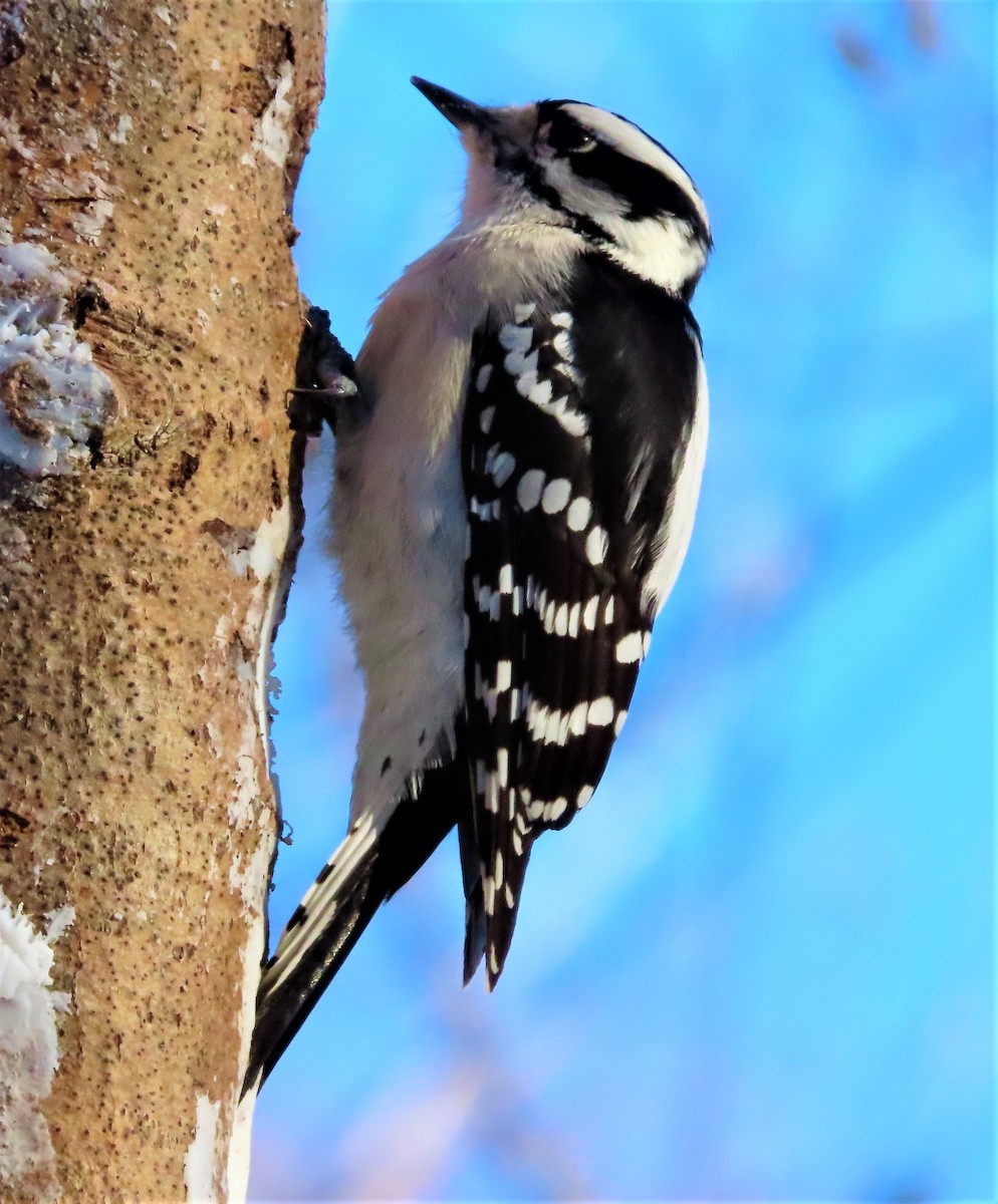 Downy Woodpecker - Technoparc Oiseaux