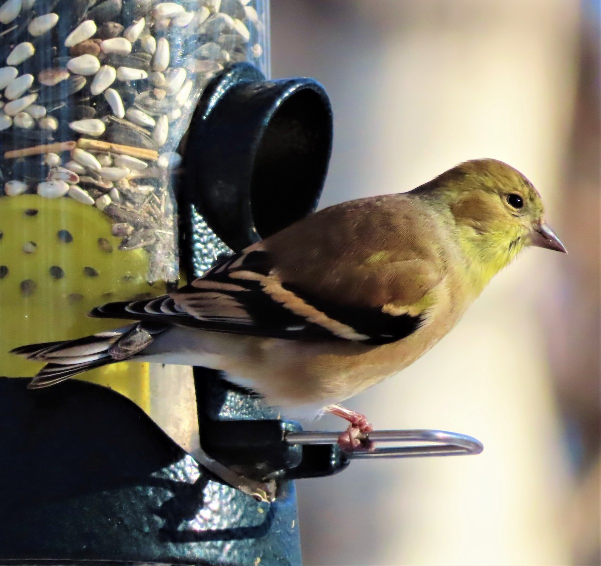 American Goldfinch - Technoparc Oiseaux