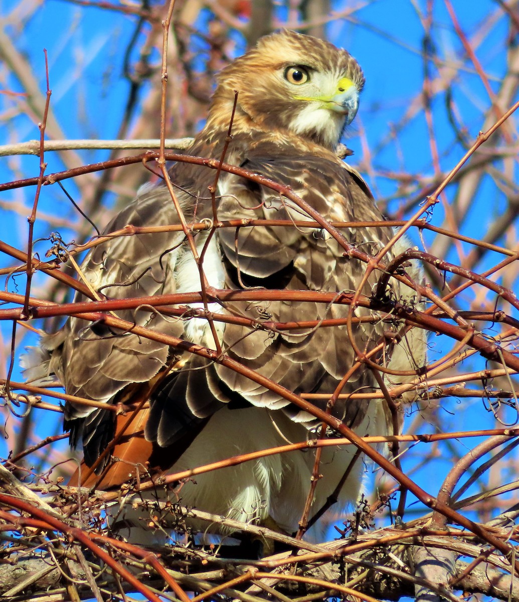 Red-tailed Hawk - Technoparc Oiseaux