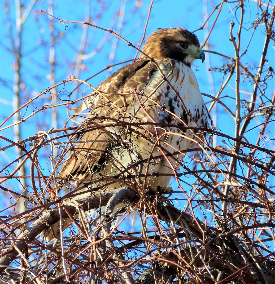 Red-tailed Hawk - Technoparc Oiseaux