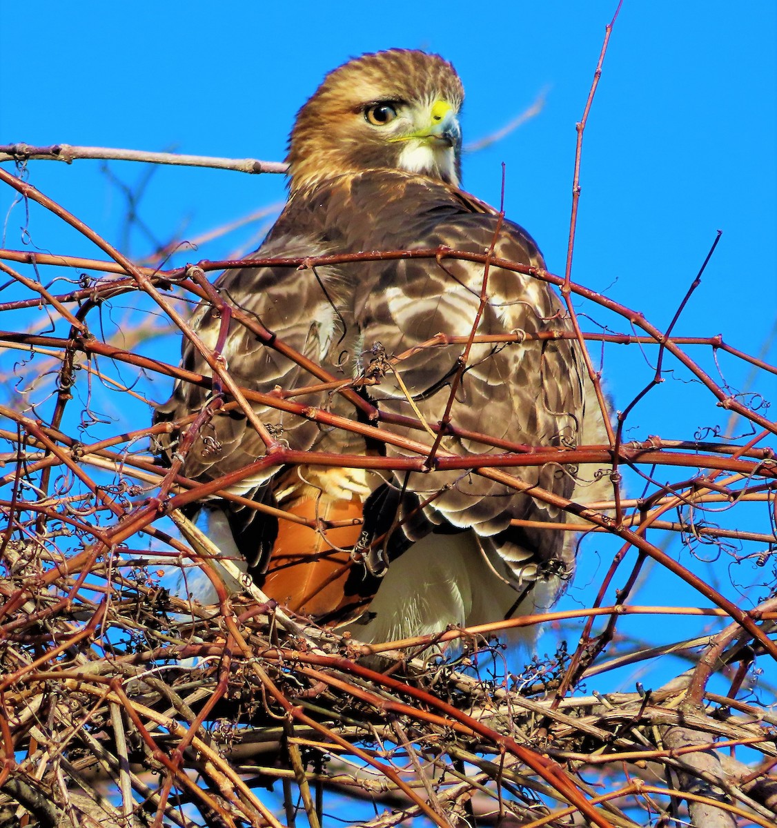 Red-tailed Hawk - Technoparc Oiseaux