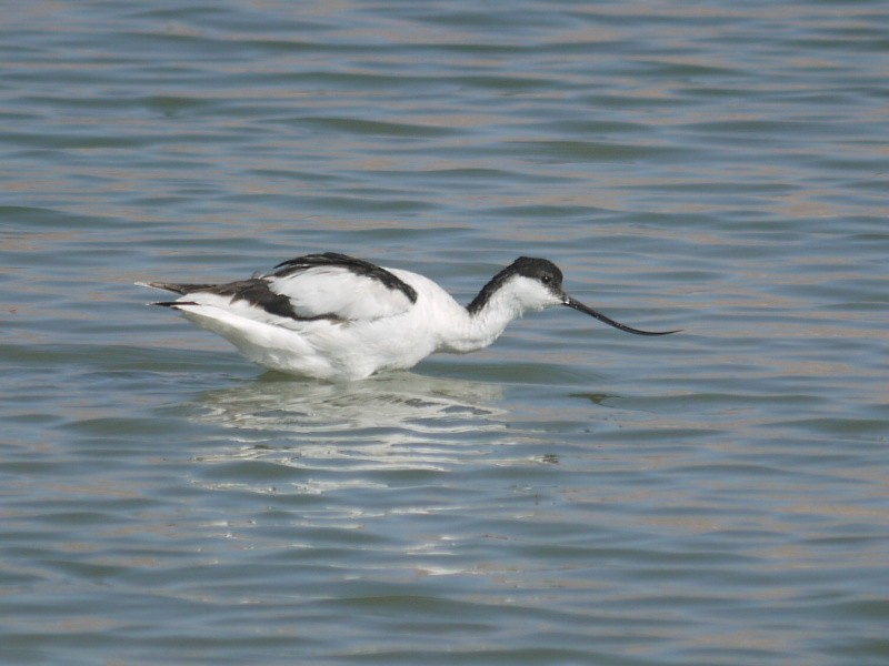 Pied Avocet - ML394302661