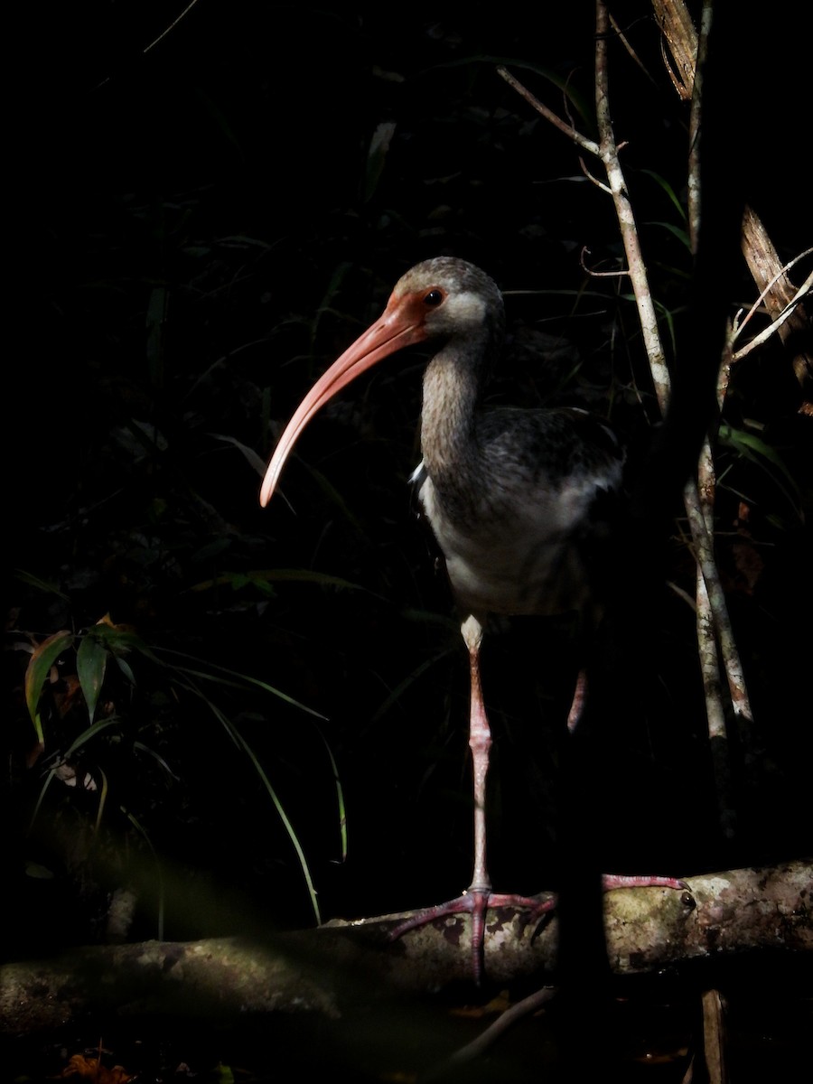White Ibis - ML394302701