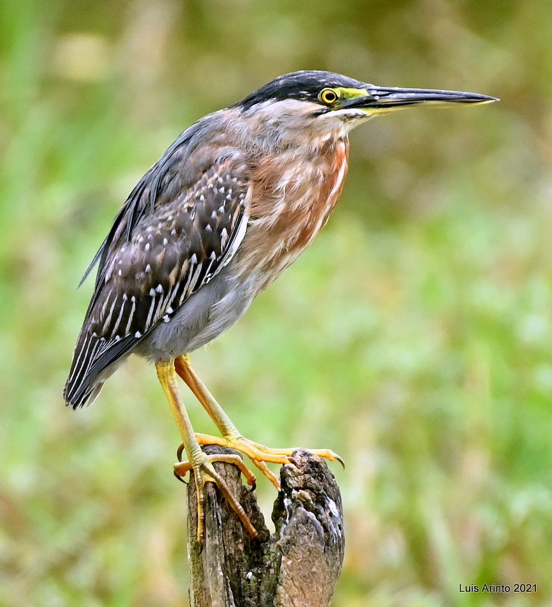 Striated Heron - ML394306471