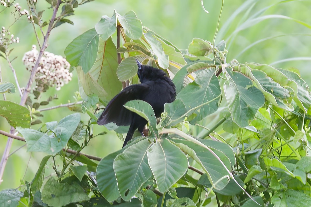 Forbes's Blackbird - ML394306751