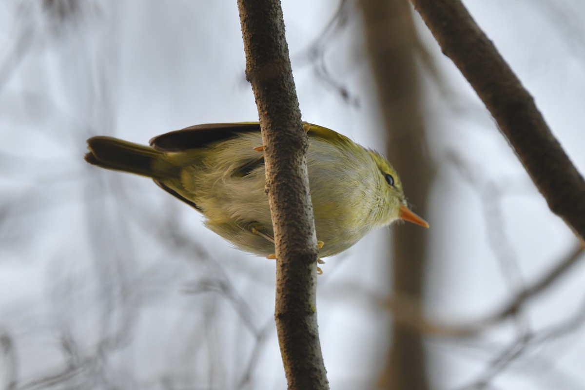 Hartert's Leaf Warbler - ML394307221