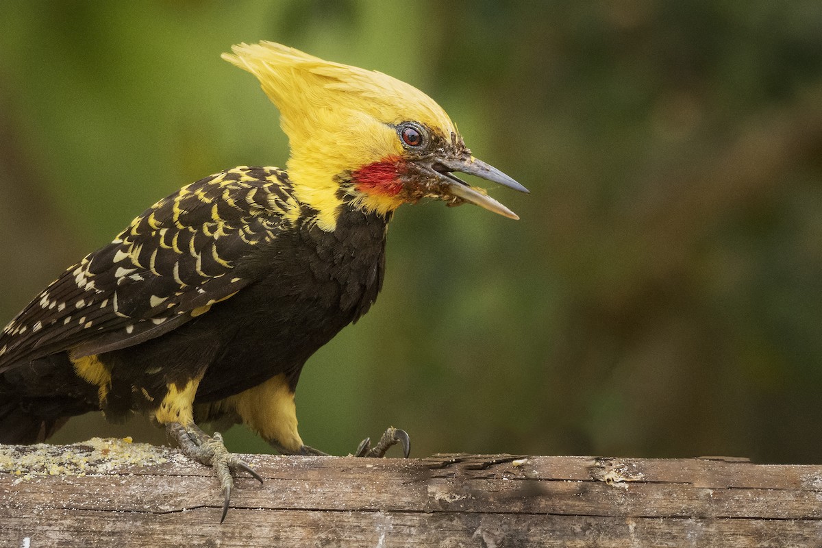 Blond-crested Woodpecker - ML394308751