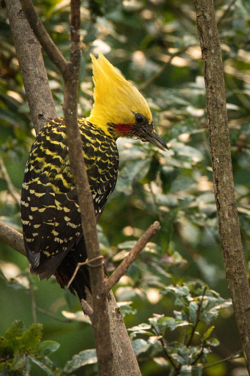 Blond-crested Woodpecker - ML394308781