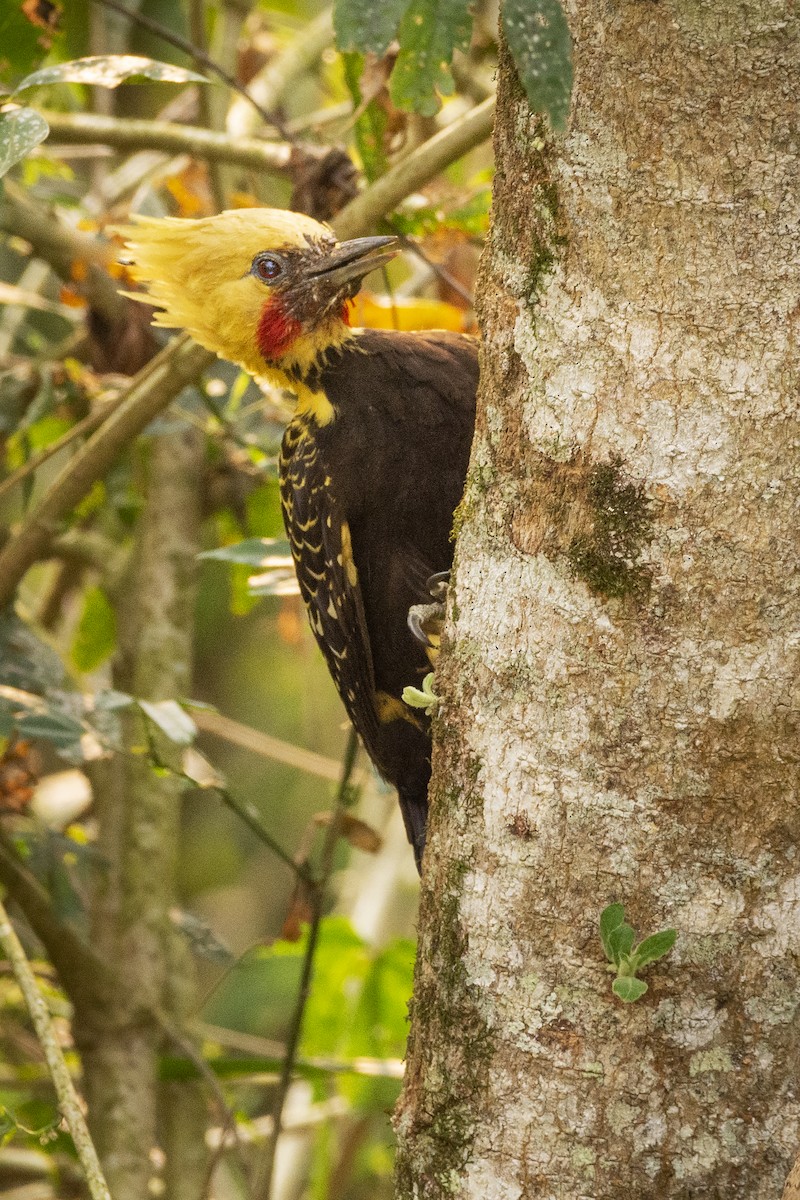Blond-crested Woodpecker - ML394308841