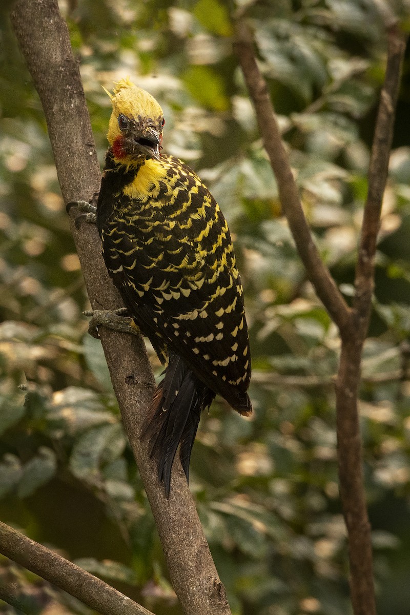 Blond-crested Woodpecker - ML394308871