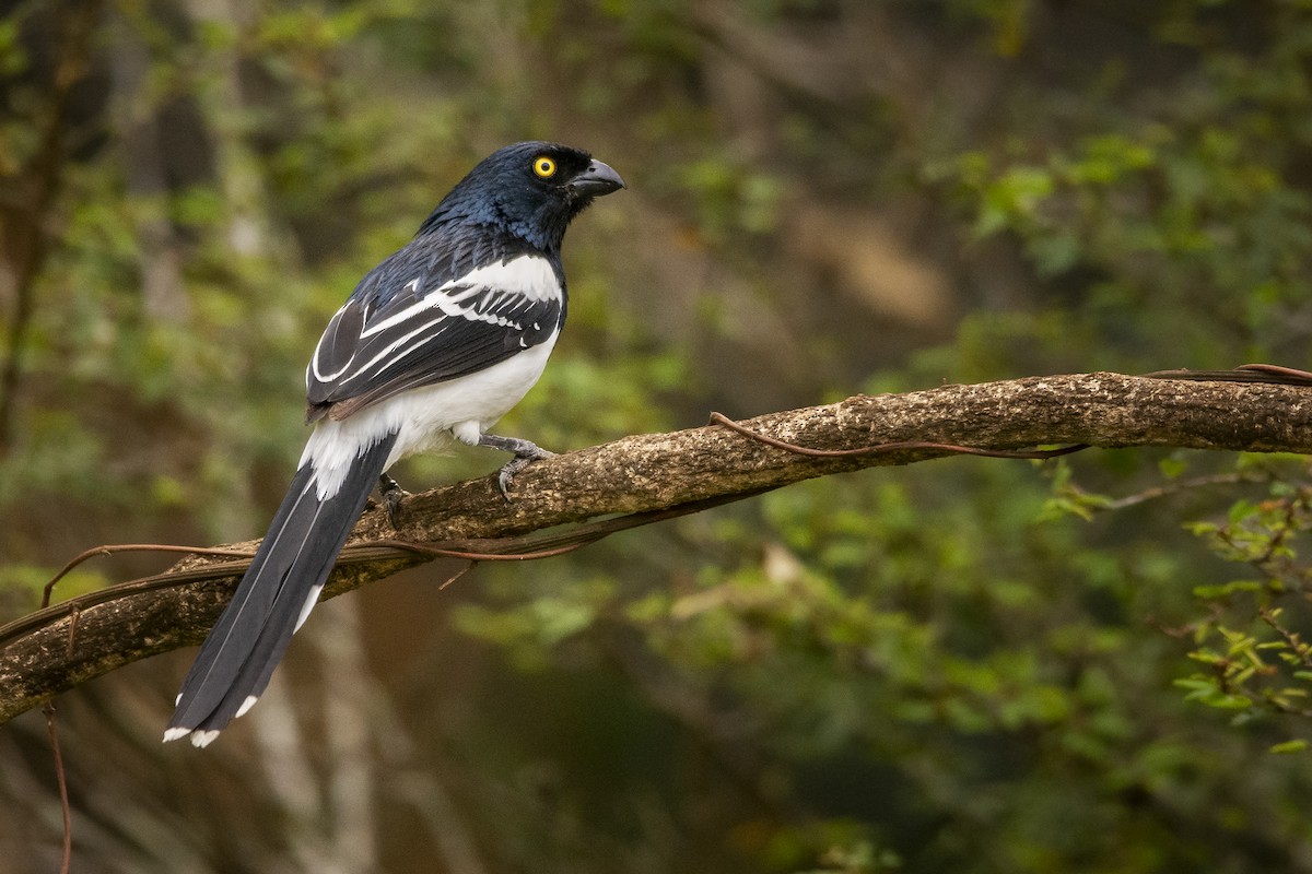 Magpie Tanager - ML394308891