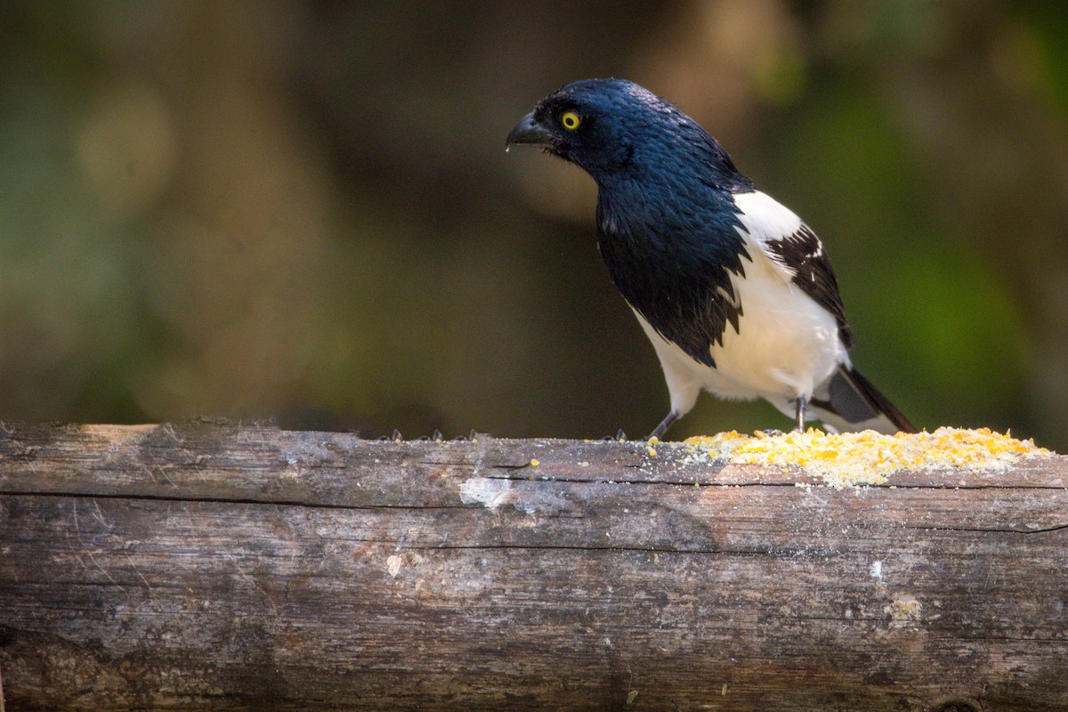 Magpie Tanager - ML394308911