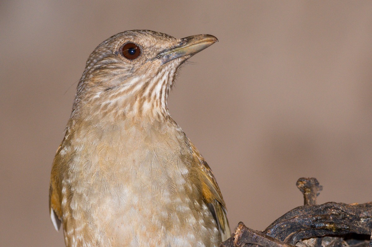Pale-breasted Thrush - ML394308931
