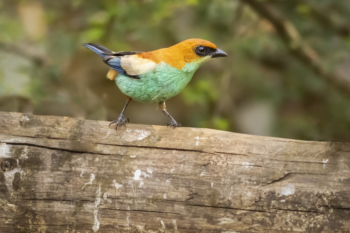 Chestnut-backed Tanager - ML394308961