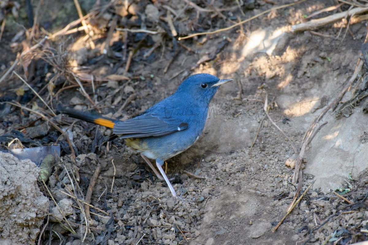 White-bellied Redstart - ML394309201