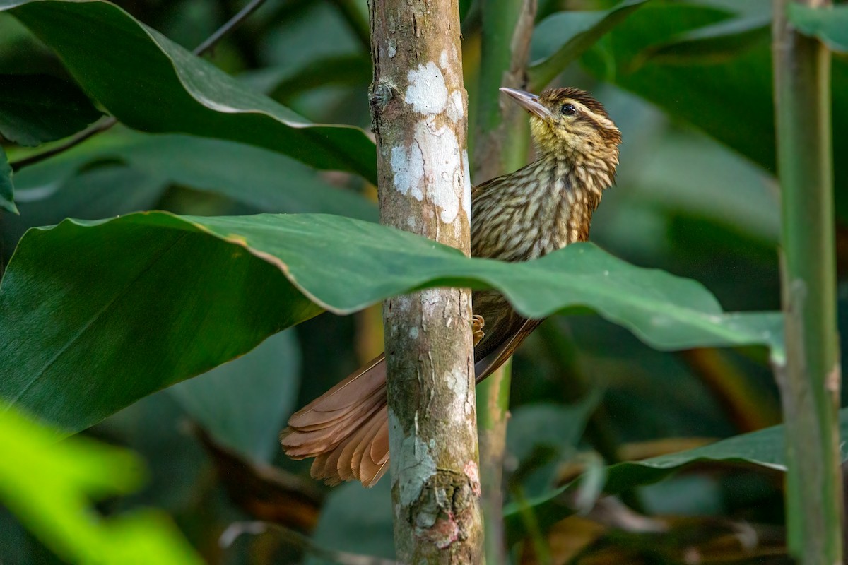 Pale-browed Treehunter - ML394310061