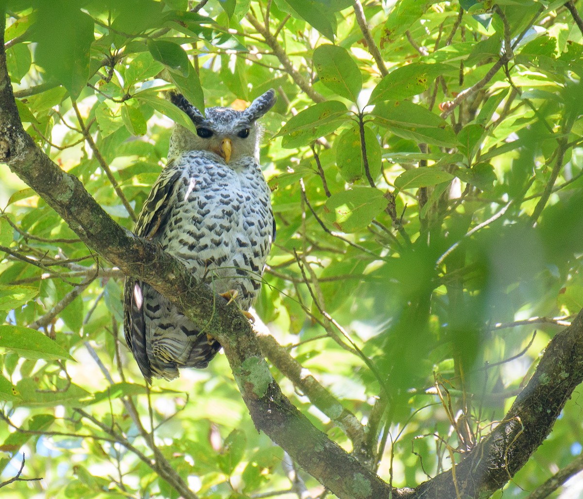 Spot-bellied Eagle-Owl - ML394310111