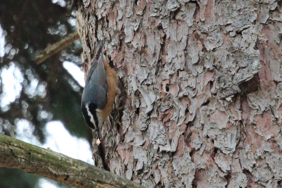 Red-breasted Nuthatch - ML394310231